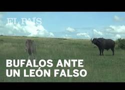 Enlace a Una manada de bisontes reaccionan ante un león falso