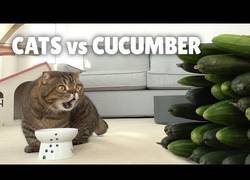 Enlace a ¿Qué pasa cuando juntas pepinos y gatos?