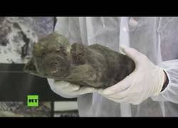 Enlace a Encuentran los restos de un cachorro de 18.000 años de antigüedad