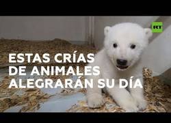 Enlace a Las crías de animales más adorables que existen