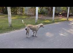 Enlace a Un perro amamanta a un gato hambriento