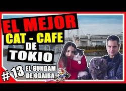 Enlace a El Bar Café de Tokio donde los gatos son los protagonistas