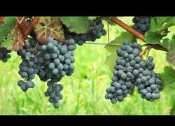 Enlace a Este es el proceso de elaboración del vino