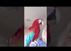 Enlace a Gonzo, el guacamayo más bailongo que verás en mucho tiempo