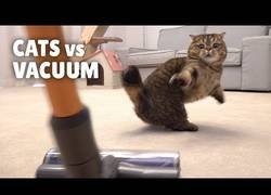Enlace a ¿Es cierto que los gatos temen a la aspiradora?