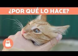 Enlace a ¿Por qué los gatos suelen morder después de lamernos la mano?
