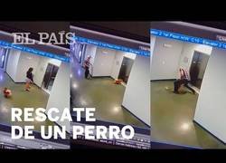Enlace a Un chico salva a un perro que había quedado atrapado por las puertas de un ascensor
