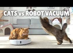 Enlace a La reacción de estos gatos ante un robot aspirador