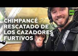 Enlace a Salvan a un pequeño chimpancé de la caza furtiva