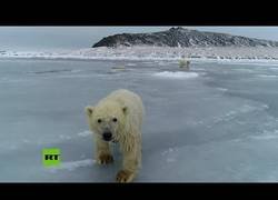 Enlace a Oseznos polares se divierten jugando sobre una fina capa de hielo