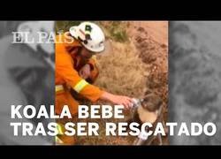 Enlace a Un bombero da de beber a un koala deshidratado