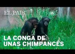 Enlace a La curiosa 'conga' sincronizada de dos chimpancés