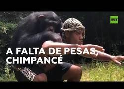 Enlace a Un mono ayuda a un humano a entrenarse