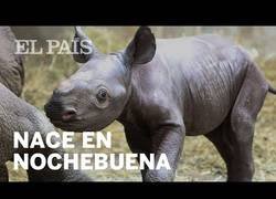 Enlace a Nace una cría de rinoceronte negro en Estados Unidos