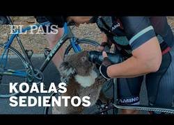 Enlace a Unos ciclistas australianos dan de beber a un koala deshidratado