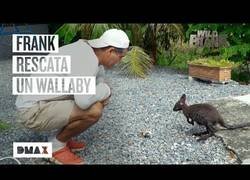 Enlace a Wild Frank rescata y acoge a un wallaby