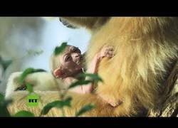 Enlace a Nace un gibón de manos blancas, una especie en peligro de extinción