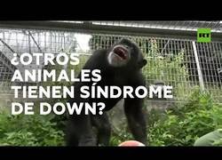 Enlace a ¿Existen animales con síndrome de down?