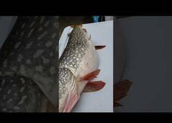 Enlace a Encuentran un pez vivo dentro de un pescado