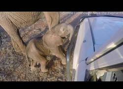 Enlace a Un elefante bebé analiza un coche todoterreno