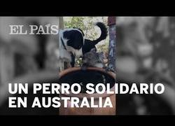 Enlace a Un perro comparte su agua con un Koala deshidratado por los incendios en Australia
