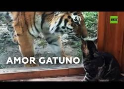 Enlace a Una tigresa siberiana y un gato se hacen amigos