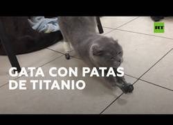 Enlace a La gata que volvió a caminar gracias a cuatro protesis
