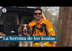 Enlace a Taylor, la perrita que ayuda a encontrar koalas para rescatarlos