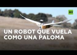Enlace a Crean un robot que imita a la perfección el vuelo de un pájaro