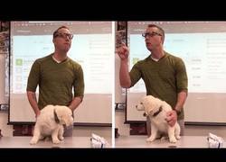 Enlace a La amenaza de un profesor estadounidense a sus alumnos: matar a un cachorro si no ganan un concurso