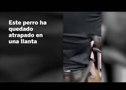 Enlace a Rescatan a un perro que había quedado atrapado en la llanta de un coche