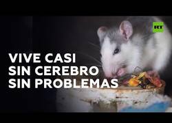 Enlace a El ratón que consigue hacer vida normal sin apenas cerebro