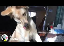 Enlace a Esta perrita salta cada vez que se emociona
