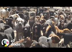Enlace a Un hombre adopta a 750 perros
