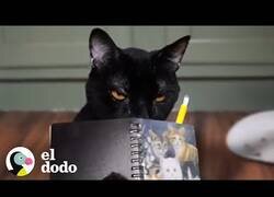 Enlace a Si los gatos escribieran su propio diario