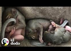 Enlace a Rescatan 5 ardillas bebés que se quedaron sin hogar tras el paso de un tornado