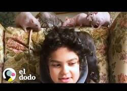 Enlace a La familia que no puede dejar de adoptar ratas