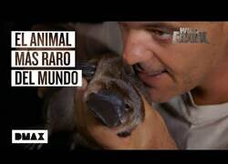 Enlace a Wild Frank encuentra el animal que llevaba 40 años buscando