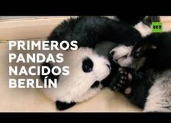 Enlace a Nacen en Berlín dos inseparables pandas gemelos