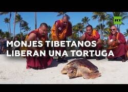 Enlace a Una tortuga marina regresa al mar bendecida por unos monjes tibetanos