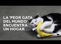 Enlace a Una familia adopta a la conocida como 'peor gata del mundo'