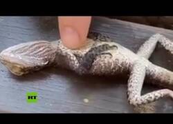 Enlace a Un bombero realiza la reanimación cardiopulmonar sobre un lagarto