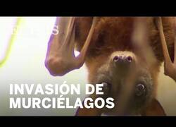 Enlace a Miles de murciélagos invaden un pueblo de Australia