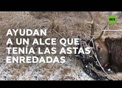 Enlace a Ayudan a un alce que tenía una hamaca enredada en sus astas