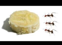 Enlace a ¿Cuánto tiempo tardan unas hormigas en comerse un trozo de plátano?