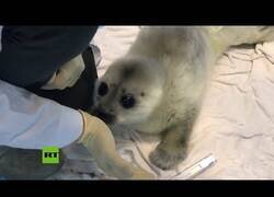 Enlace a Rescatan a una cría de foca en el golfo de Finlandia