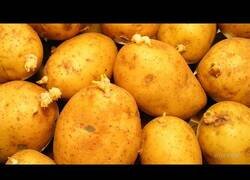 Enlace a ¿Qué pasa si dejamos patatas un año sin tocarlas?