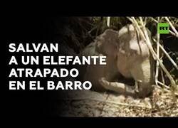 Enlace a La población de Camboya une fuerzas para salvar a un elefante atrapado