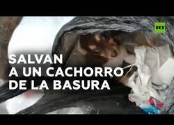Enlace a Un hombre encuentra un cachorro arrojado a un contenedor