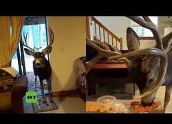 Enlace a Multan a una mujer por acoger ciervos en su casa